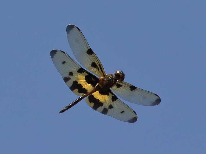 J19_9257 Rhyothemis variegata male.JPG